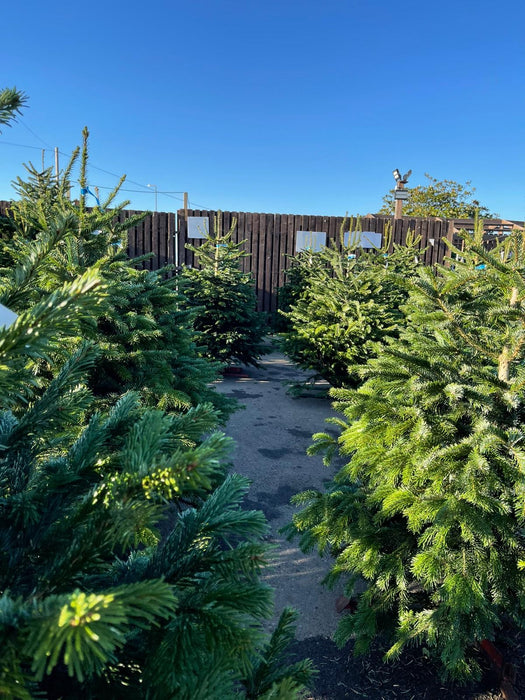 Christmas Tree Collection