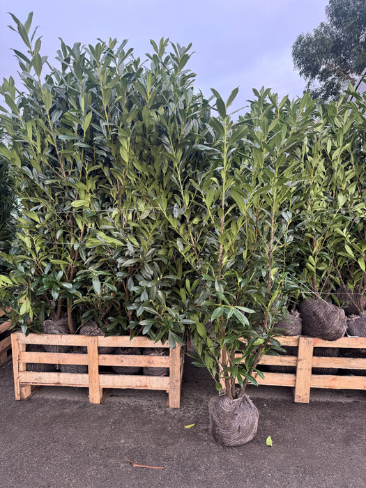 Prunus laurocerasus 'Caucasica'